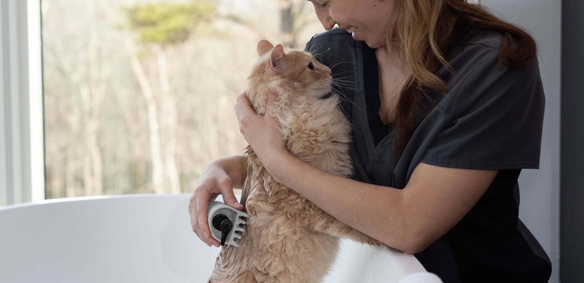 Vet grooming cat