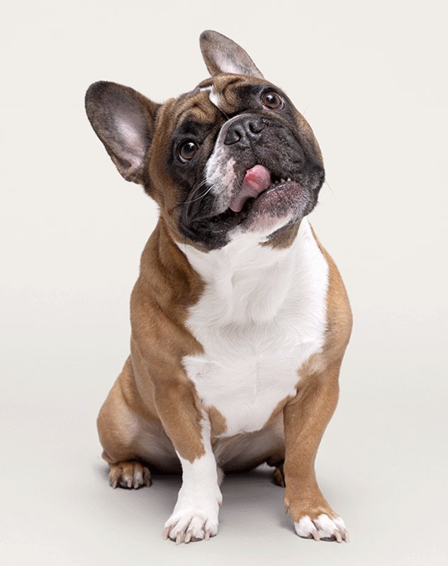 Well groomed brown and white dog.  Shop Dog Grooming Tools.
