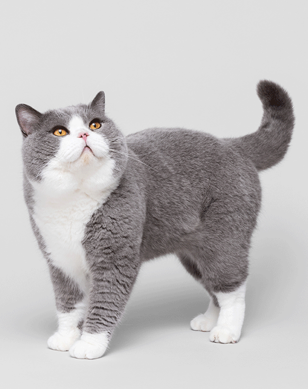 Well groomed gray and white cat. Shop Cat Grooming Tools