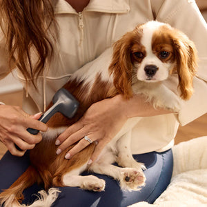 Link to Brushing 