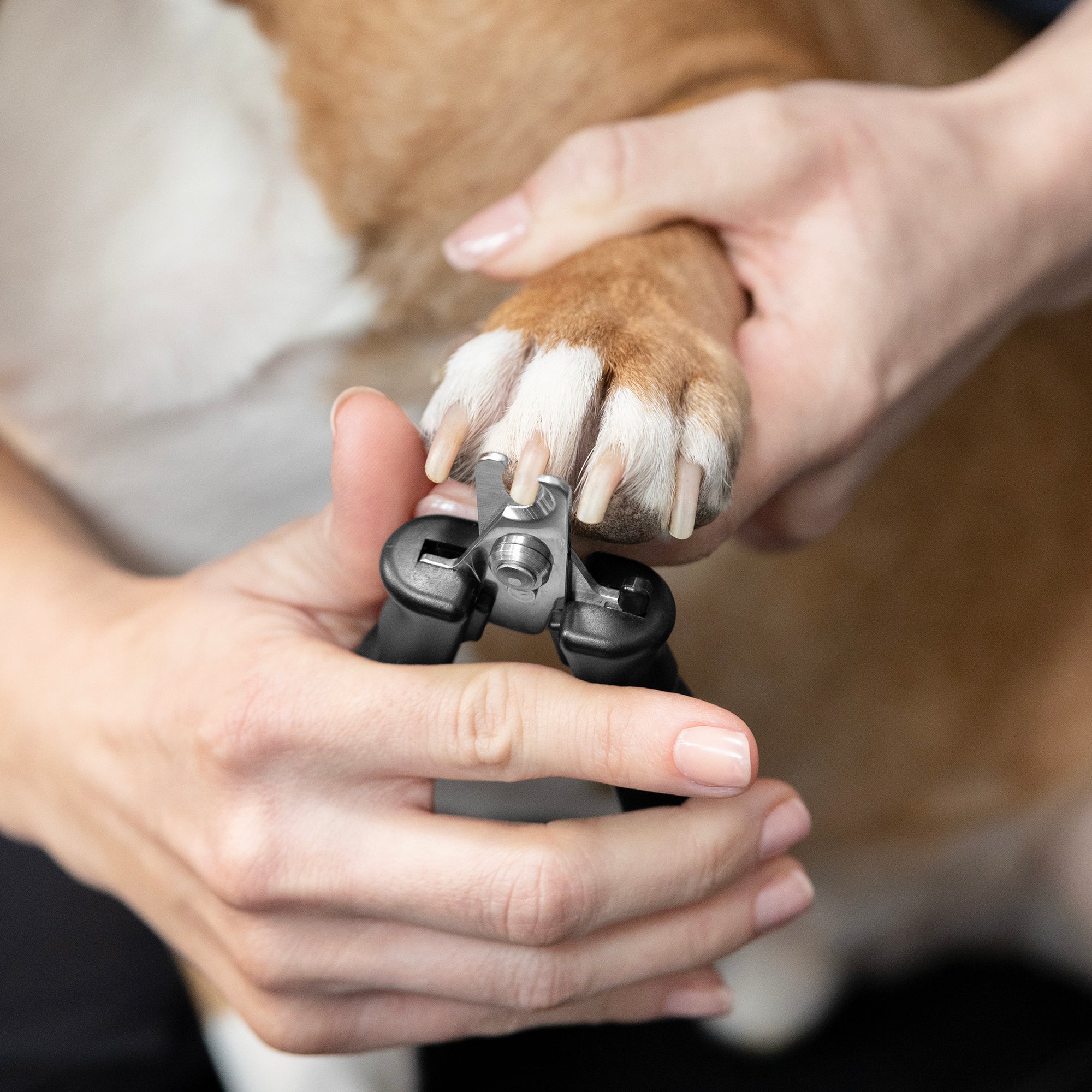 Can You Use Human Nail Clippers on Dogs Safely?