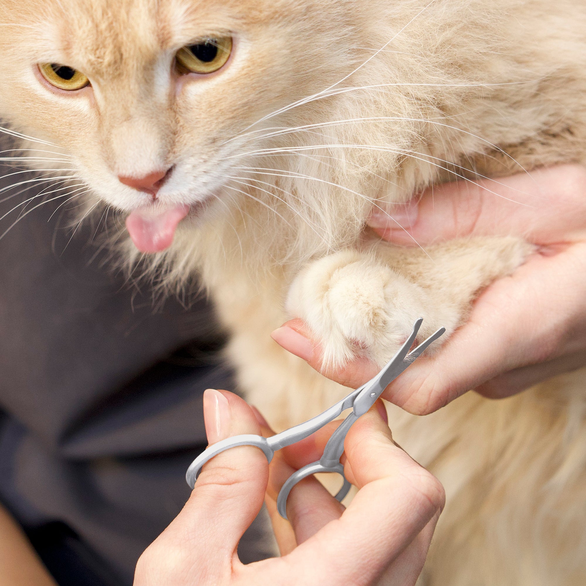 Model using Pet Safety Tip Trimming Scissors to trim fur around cat&#39;s paw 